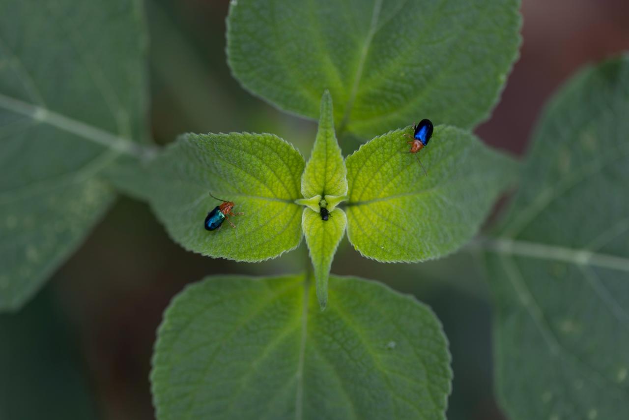 Íntimo: Paisajes Urbanos, Jardines vivos y territorios del alma